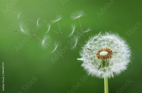 Leinwand Poster  Dandelion Blowing