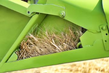 Canvas Print - Wheat in combine harvester, closeup