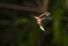Eastern Firefly (Photinus Pyralis) Flying At Late Evening (Georgia, USA).