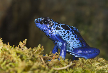 Dyeing poison dart frog (Dendrobates tinctorius), captive.