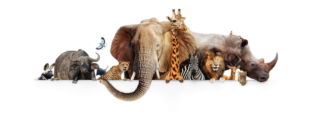 safari animals hanging over white banner