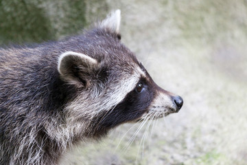 Wall Mural - portrait of a racoon in a nature scene