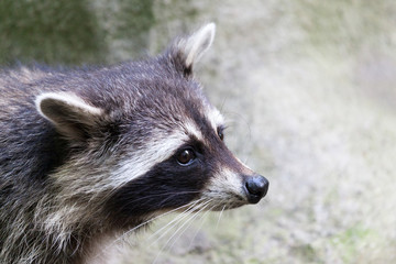 Wall Mural - portrait of a racoon in a nature scene