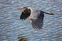 A Great Blue Heron Flying Over The Water In A Local Wildlife Park After Fishing