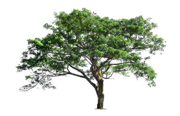 Trees isolated on white background, tropical trees isolated used for design,  with clipping path