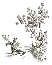 Prickly Pear Cactus. Plants Engraved Hand Drawn In Old Sketch, Vintage Style. Mexican Opuntia, Flora And Fauna. Botanical Garden.