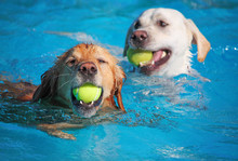 A Dog Having Fun At A Public Pool On A Hot Summer Day