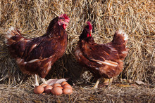 The Lifestyle Of The Farm In The Countryside, Hens Are Hatching Eggs On A Pile Of Straw In Rural Farms, Fresh Eggs From The Farm In The Countryside.
