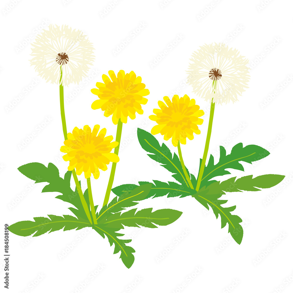 たんぽぽ イラスト Stock Vector | Adobe Stock