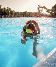 A Cute Dog Playing At A Public Pool And Having A Good Time During The Summer Vacation Holiday