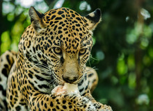 Leopard Eating The Kill After A Hunt