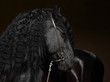 Friesian horse portrait in a dark stable with eye lighting up 