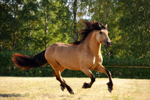 Heavy Draft Horse Running In A Field