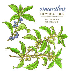 Canvas Print - osmanthus vector set