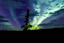 Northern Lights Arcoss The Blacked Skies Of An Alaskan Life Staring Up At The Stars.  Northern Lights Across The Black Spruces On The Alaskan Range, Silhouettes Cast Across The Sky And Clouds Cascaded