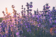 Soft focus of lavender flowers under the sunrise light