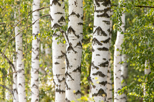 Fotografía white trunks of a birch on the nature
