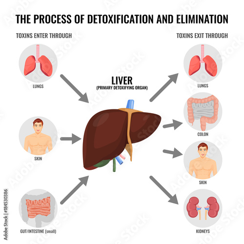 Fotomural Process of detoxification and elimination cartoon medical poster