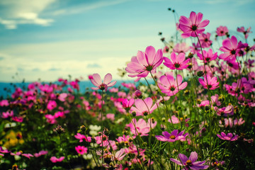 Wall Mural - Flowers and Blue Sky in Vintage Style