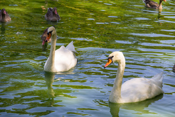 Poster - Swans and ducks swimming in the lake