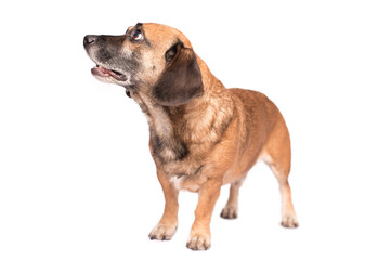 Wall Mural - Portrait photo of an adorable mongrel dog isolated on white