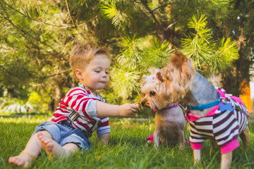 Baby boy and two yorkshire terrier