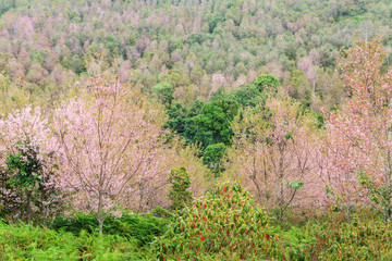 Cherry blossom bloomed in Petchaboon,North East of Thailand.Valley called 