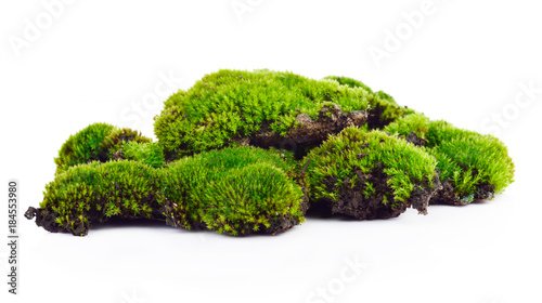 Fotografía Green moss isolated on white bakground