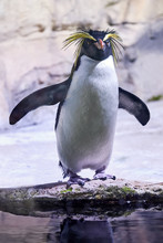 Northern Rockhopper Penguin (Eudyptes Moseleyi), Also Known As Moseleys Rockhopper Penguin, Or Moseley's Penguin