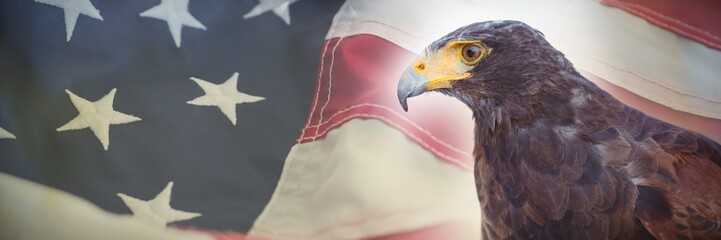 Poster - Composite image of close up of golden eagle