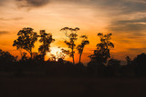 Fototapeta Sawanna - Silhouette forest and sawanna in Sunrise.
