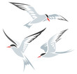 Stylized Birds - Terns