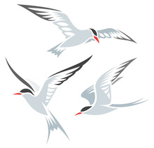 Stylized Birds - Terns