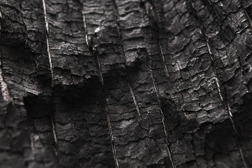 Wall Mural - Black and white natural wood texture closeup background