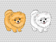 © Afanasia - Pomeranian dog. Vector illustration of cute puppy.