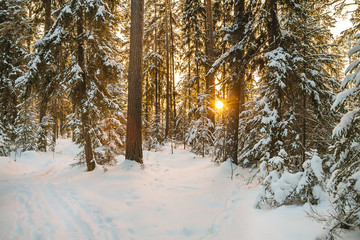 Canvas Print - winter landscape with forest and sunset