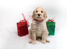 Labradoodle Pups For Christmas