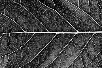 close up black leaf texture