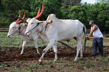 Farming And Ploughing Field With Oxen