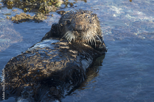 Fotografia sea otter lying on its back in a small puddle at low tide on a winter day
