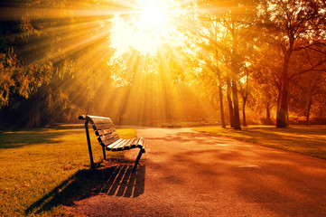 Bench in a park during beautiful sunset