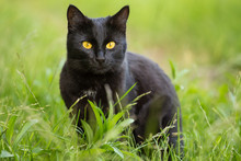 Beautiful Bombay Black Cat Portrait With Yellow Eyes And Attentive Look In Green Grass In Nature