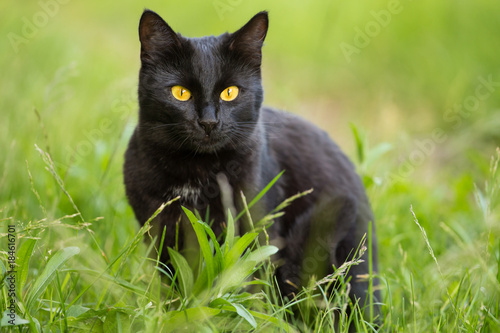 Fotomural Beautiful bombay black cat portrait with yellow eyes and attentive look in green