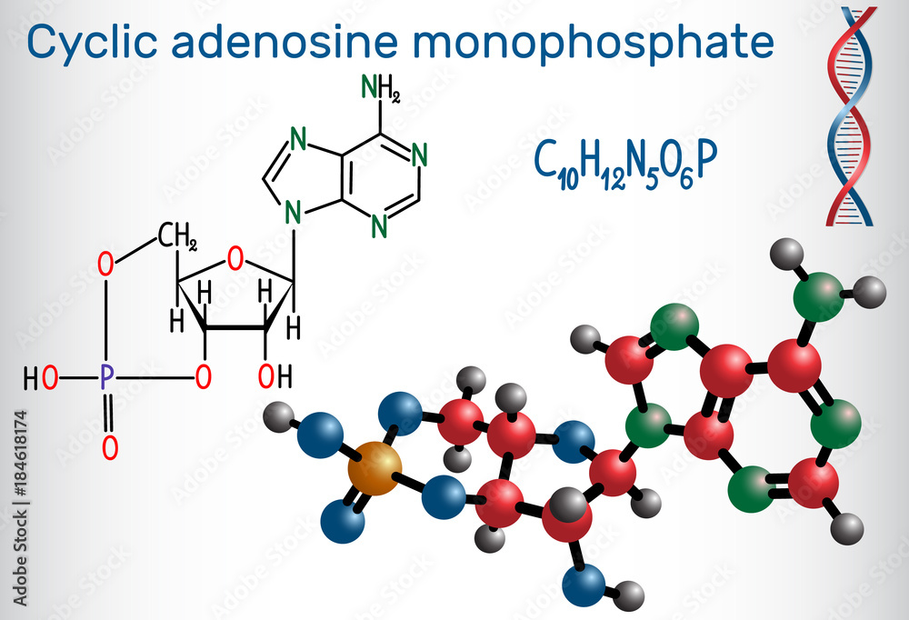 Cyclic adenosine monophosphate (cAMP) molecule, it is a derivative of ...