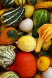 Fototapeta Kuchnia - Colorful Pumpkin & Zucchini Varieties A
