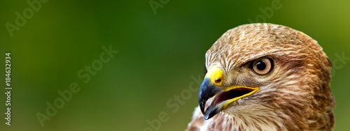 Cuadros en Lienzo Banner format photo of a Common Buzzard (Buteo buteo)