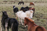 Fototapeta Zwierzęta - Icelandic horses on a grass field