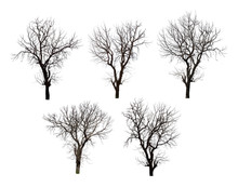 Collection Of Dead Tree Isolated On White Background High Resolution For Graphic Decoration, Suitable For Both Web And Print Media