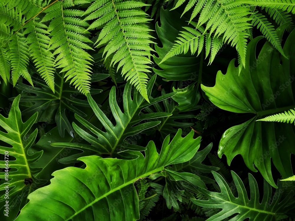 Plants leaf green nature Stock Photo | Adobe Stock