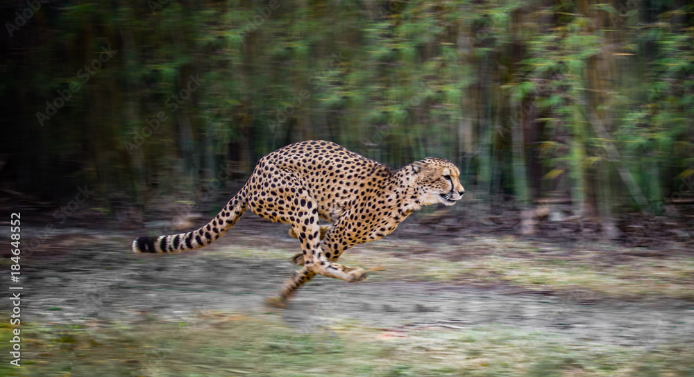 running cheetah - obrazy, fototapety, plakaty 